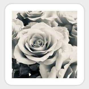 Roses romantic black and White photography. Sticker